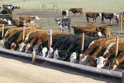 Cría Engorde Animales - Acondicionamiento y confort